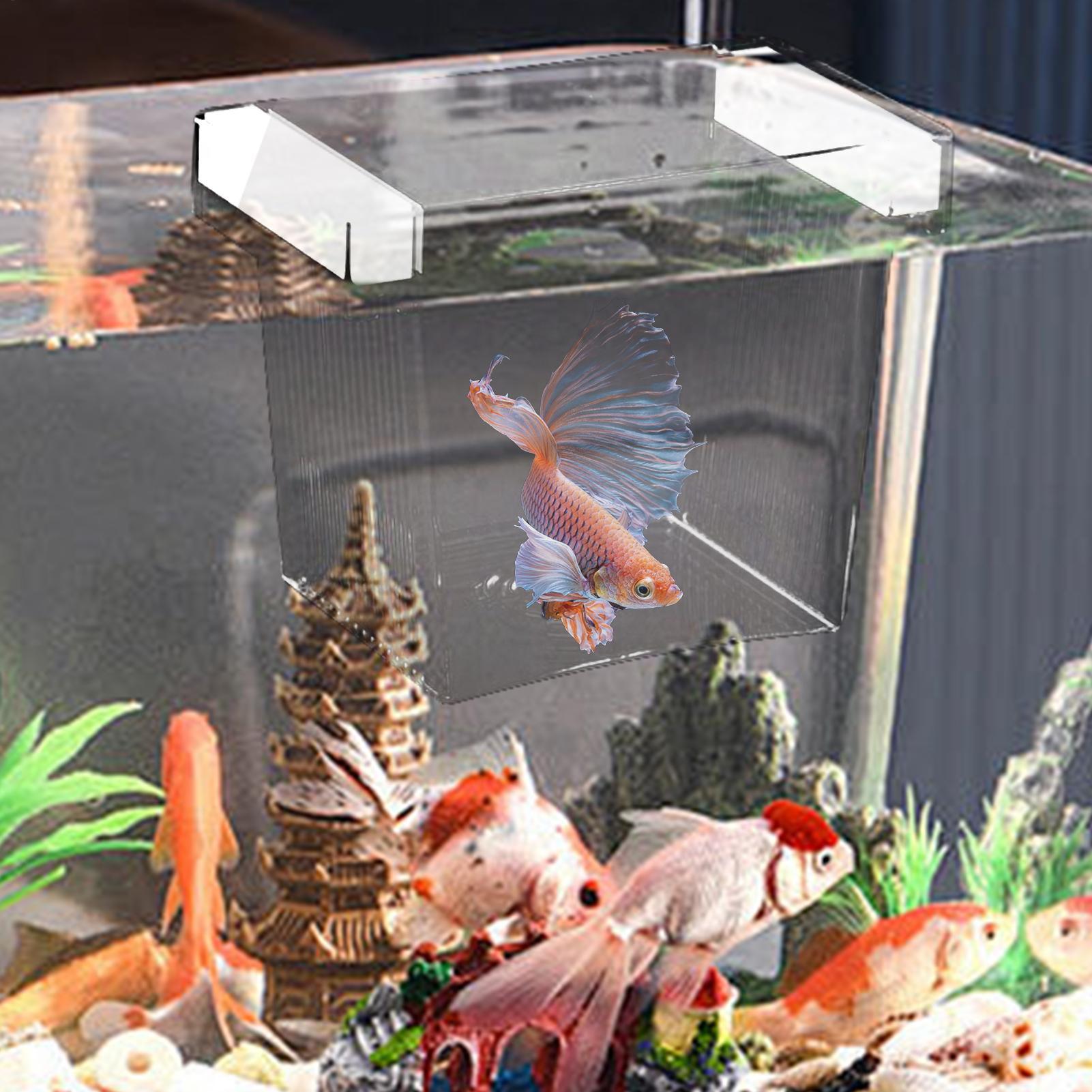 Плавающий изоляционный бокс дл – обзор и цена Aquarium Fish Betta